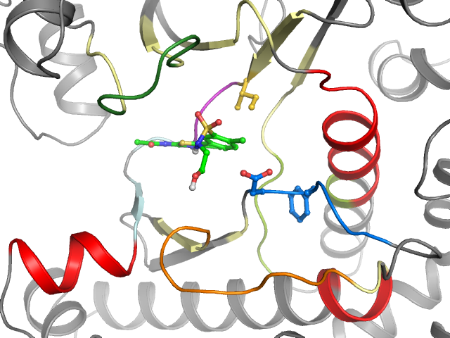 The orthosteric binding pocket