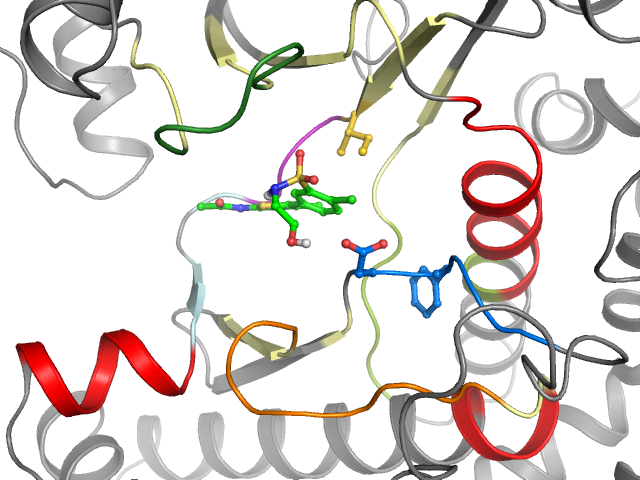 The orthosteric binding pocket