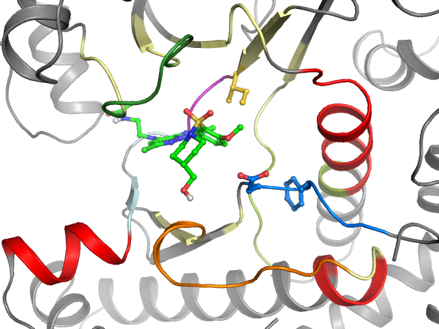 The orthosteric binding pocket