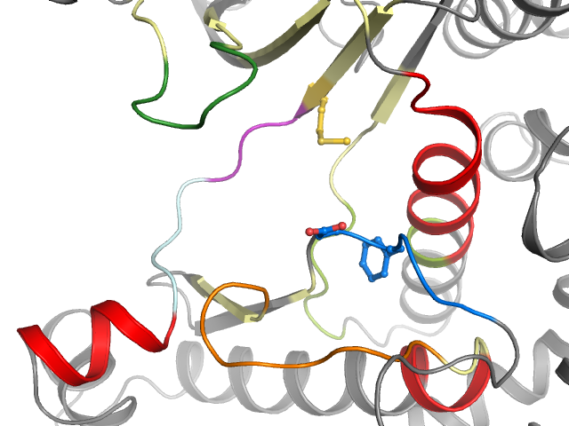 The orthosteric binding pocket