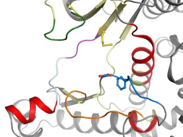 The orthosteric binding pocket