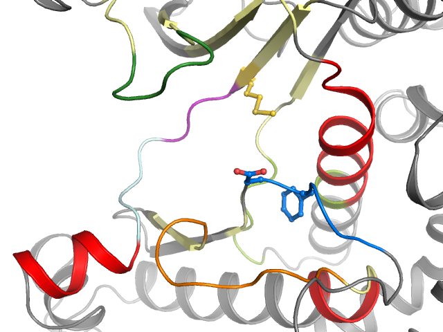 The orthosteric binding pocket