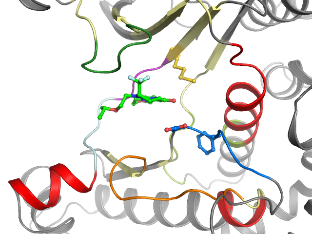 The orthosteric binding pocket