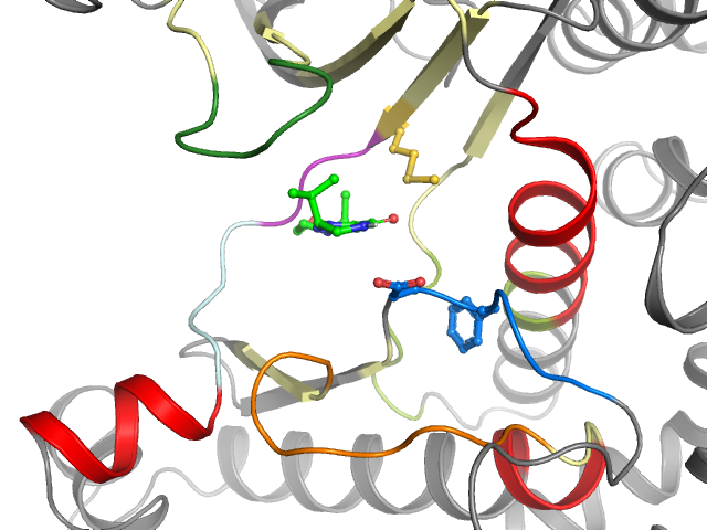 The orthosteric binding pocket
