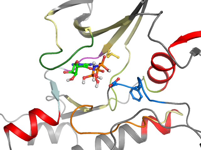 The orthosteric binding pocket