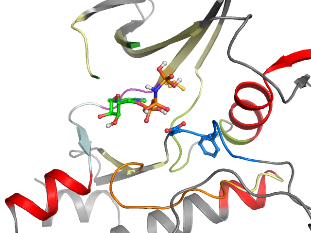 The orthosteric binding pocket
