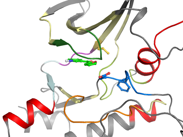 The orthosteric binding pocket