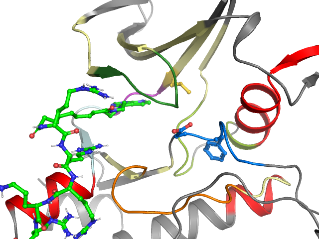 The orthosteric binding pocket