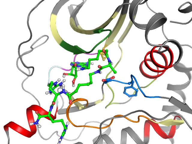 The orthosteric binding pocket