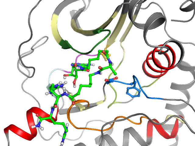 The orthosteric binding pocket