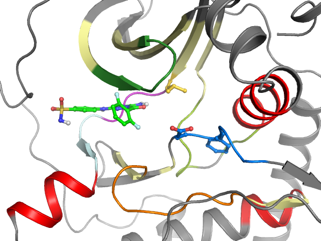 The orthosteric binding pocket