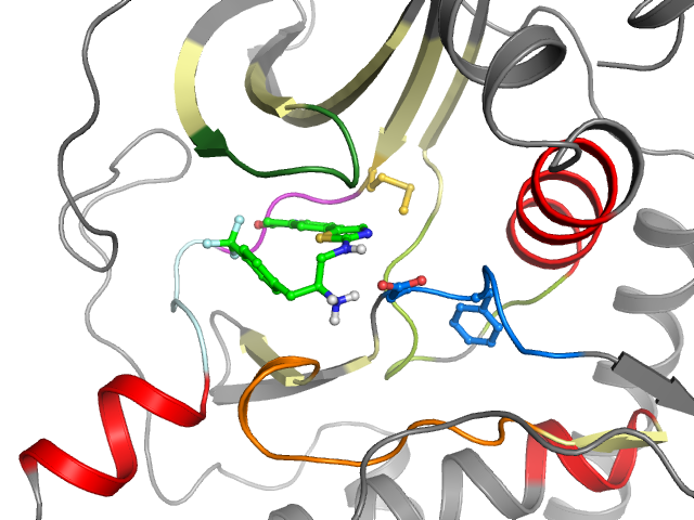 The orthosteric binding pocket