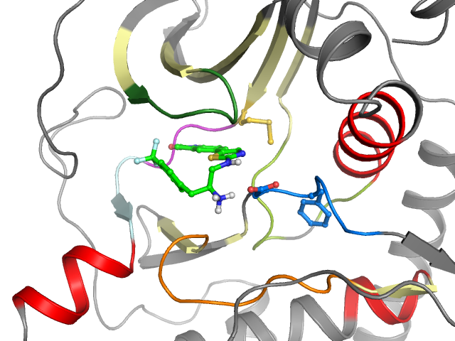 The orthosteric binding pocket