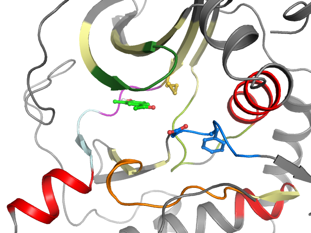 The orthosteric binding pocket