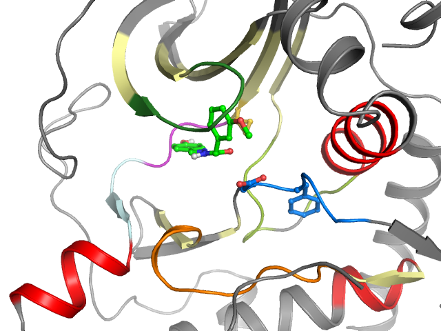 The orthosteric binding pocket