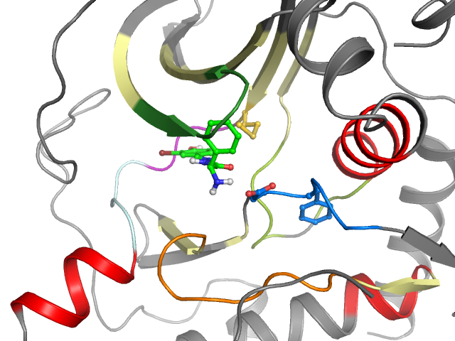 The orthosteric binding pocket