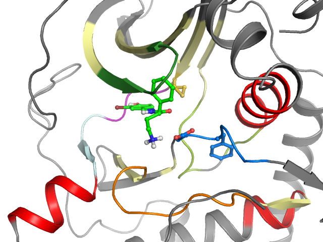 The orthosteric binding pocket