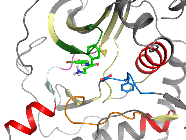 The orthosteric binding pocket