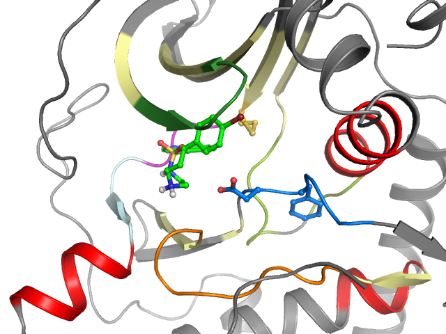 The orthosteric binding pocket