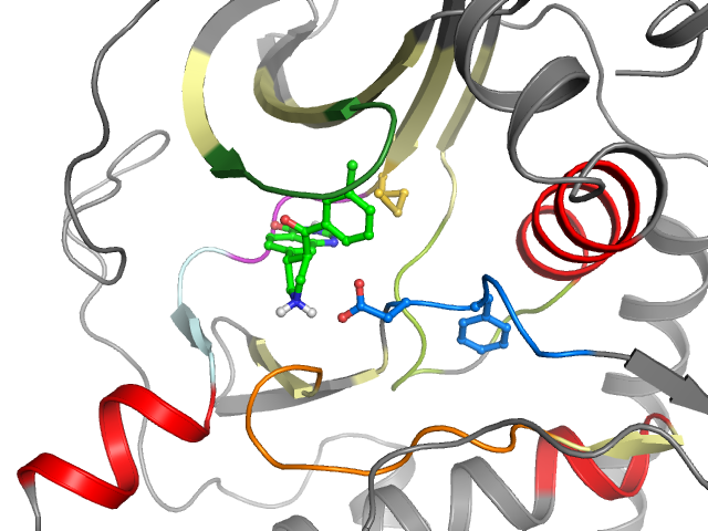 The orthosteric binding pocket