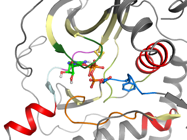 The orthosteric binding pocket