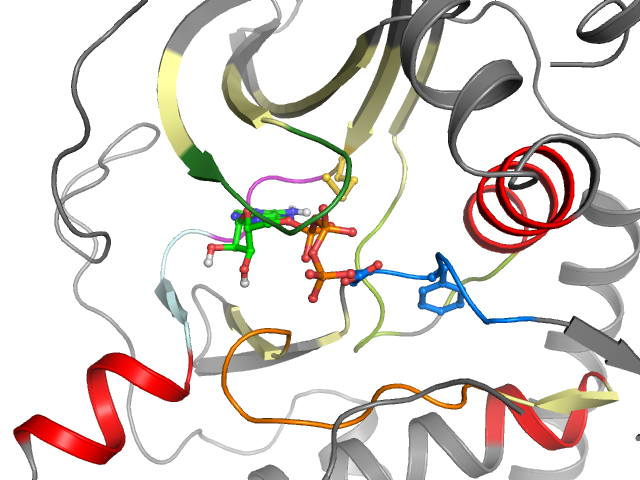 The orthosteric binding pocket