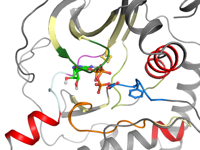 The orthosteric binding pocket