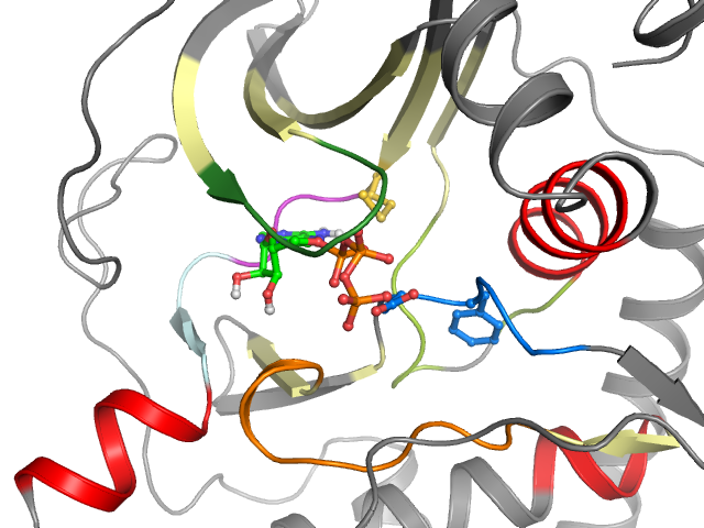The orthosteric binding pocket