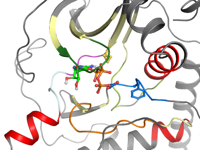 The orthosteric binding pocket