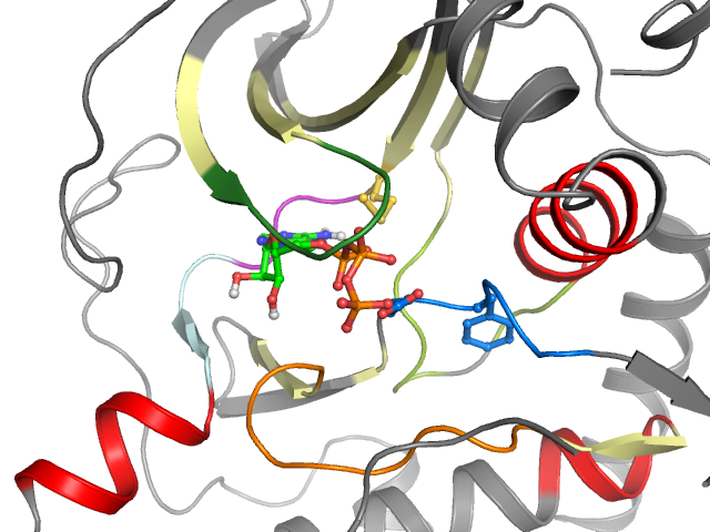 The orthosteric binding pocket
