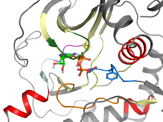 The orthosteric binding pocket
