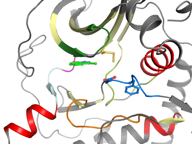 The orthosteric binding pocket