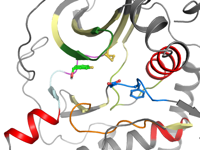 The orthosteric binding pocket