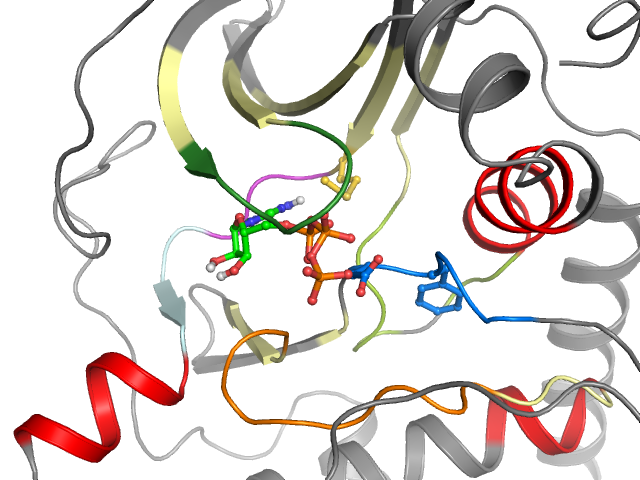 The orthosteric binding pocket