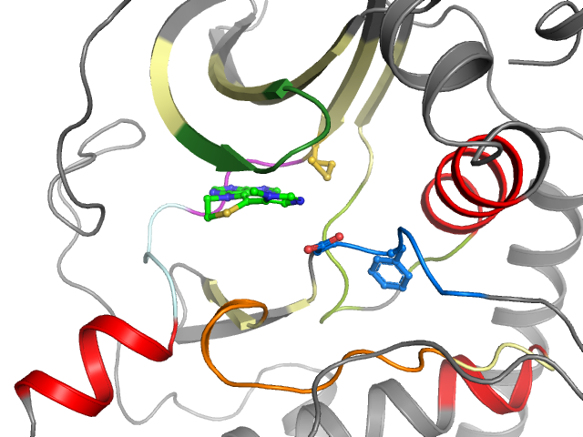 The orthosteric binding pocket