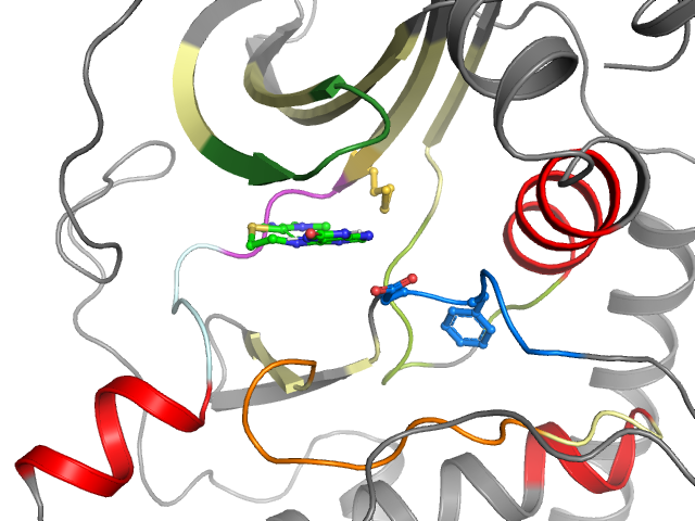 The orthosteric binding pocket