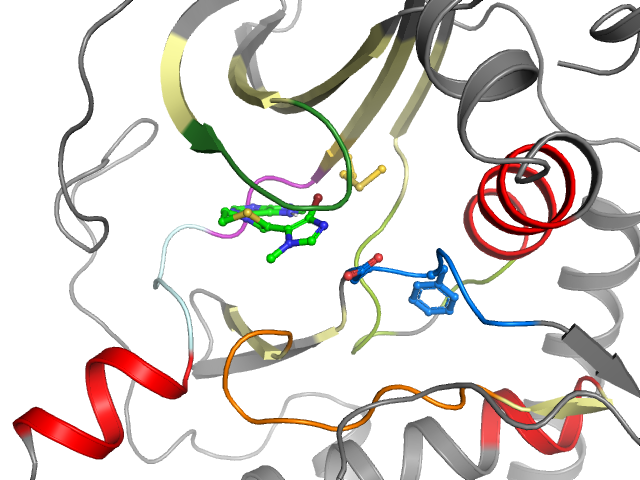 The orthosteric binding pocket