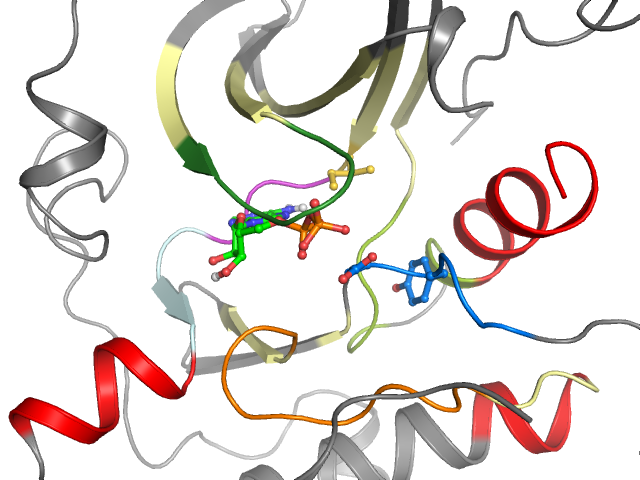 The orthosteric binding pocket