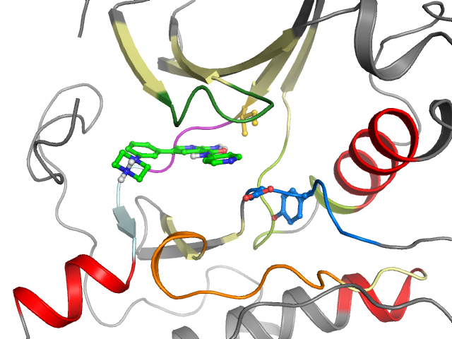 The orthosteric binding pocket