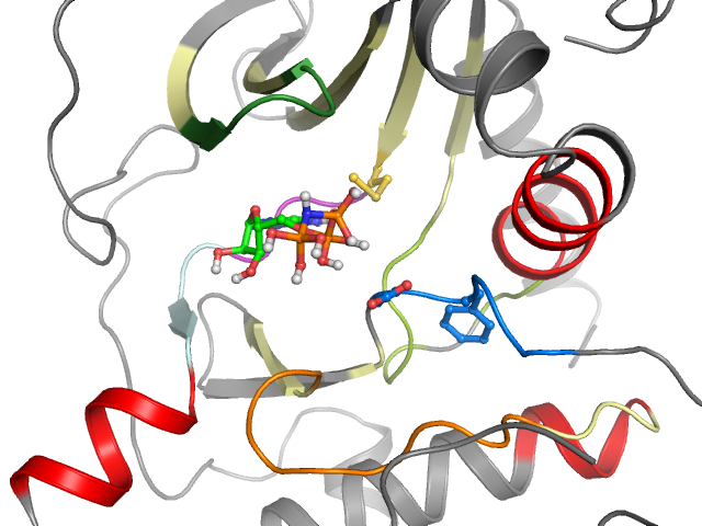 The orthosteric binding pocket