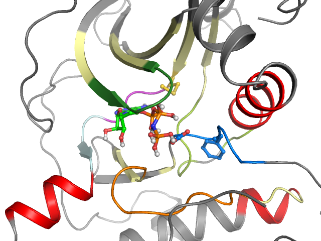 The orthosteric binding pocket