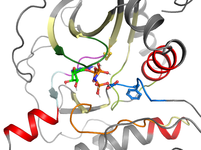 The orthosteric binding pocket