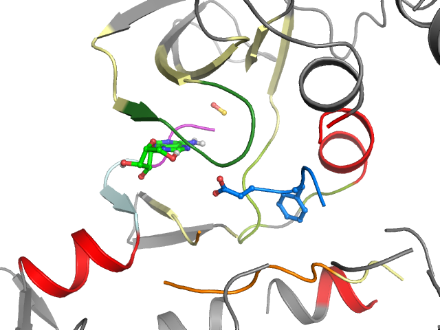 The orthosteric binding pocket