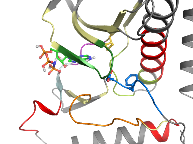 The orthosteric binding pocket