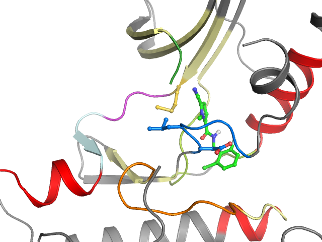The orthosteric binding pocket