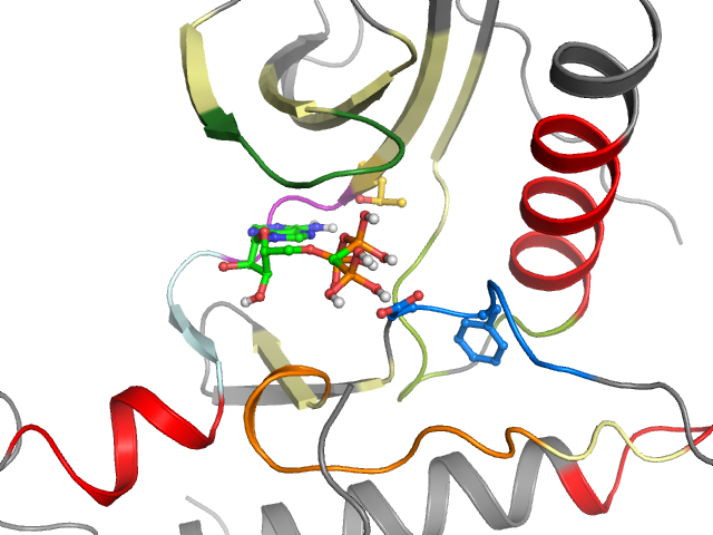The orthosteric binding pocket