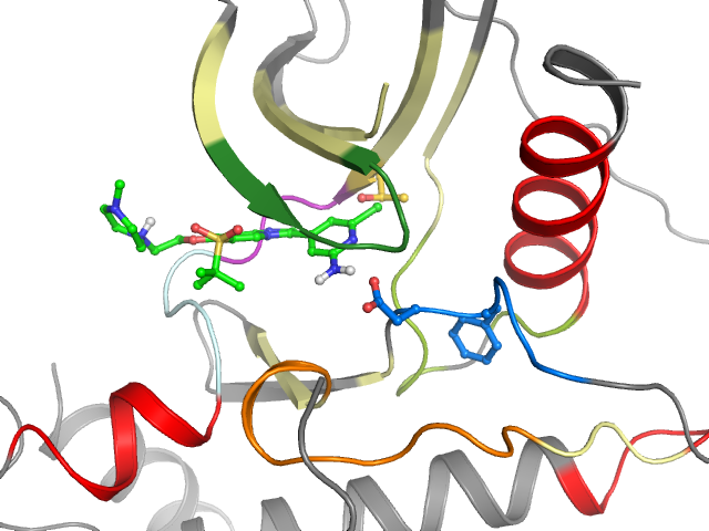 The orthosteric binding pocket