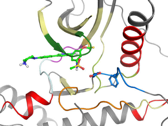 The orthosteric binding pocket