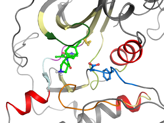 The orthosteric binding pocket