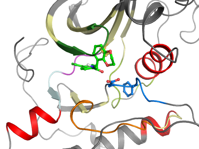 The orthosteric binding pocket
